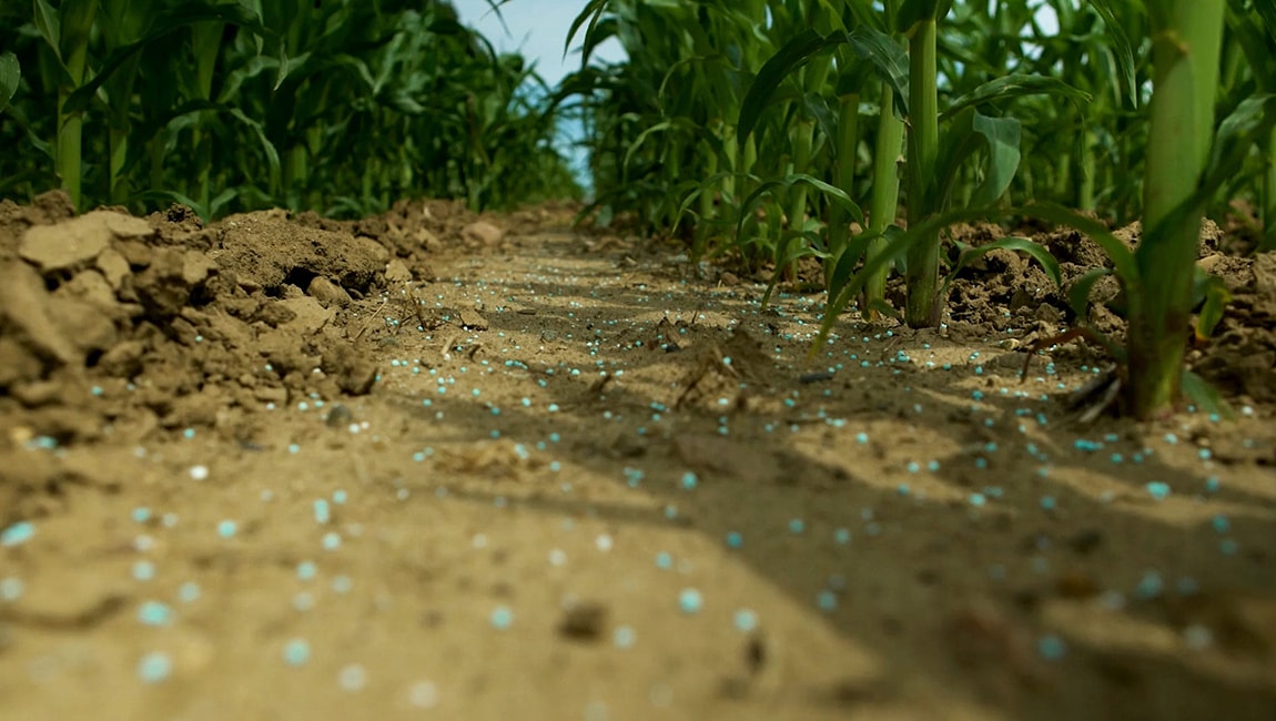 SUPERU granules on the soil of a corn crop
